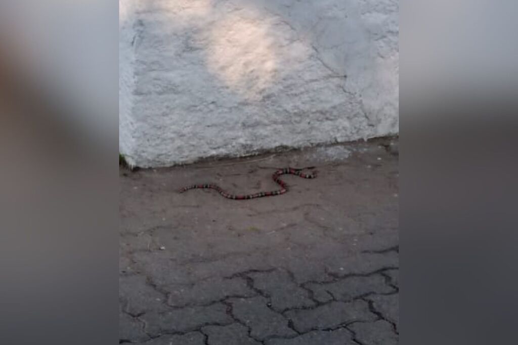 VÍDEO: Cobra-coral é vista nos arredores da UPA de Santa Maria