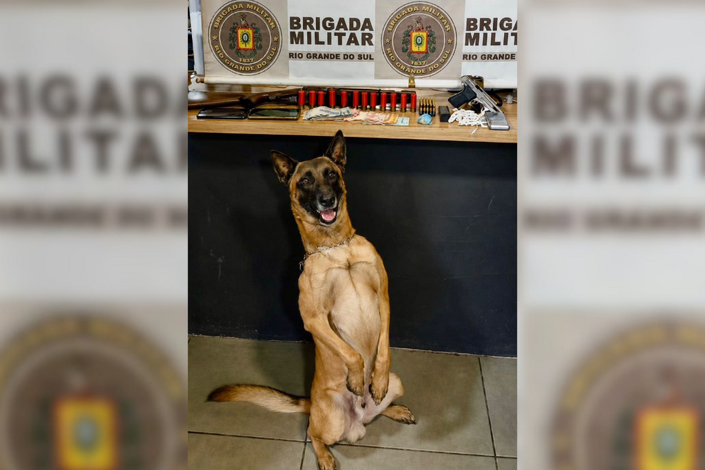 título imagem Com auxílio de cães farejadores, jovem é preso com armas e drogas em Santa Maria