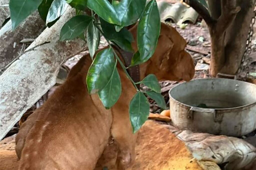 Cães desnutridos, animais mortos e suspeita de rinhas de galo levam homem à prisão em Cruz Alta