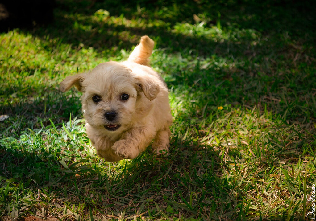 Arraiá solidário promove adoção de cães na Praça dos Bombeiros neste domingo