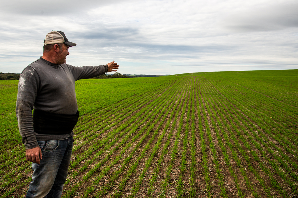 Área plantada de trigo cai 30% e canola surge como alternativa entre produtores