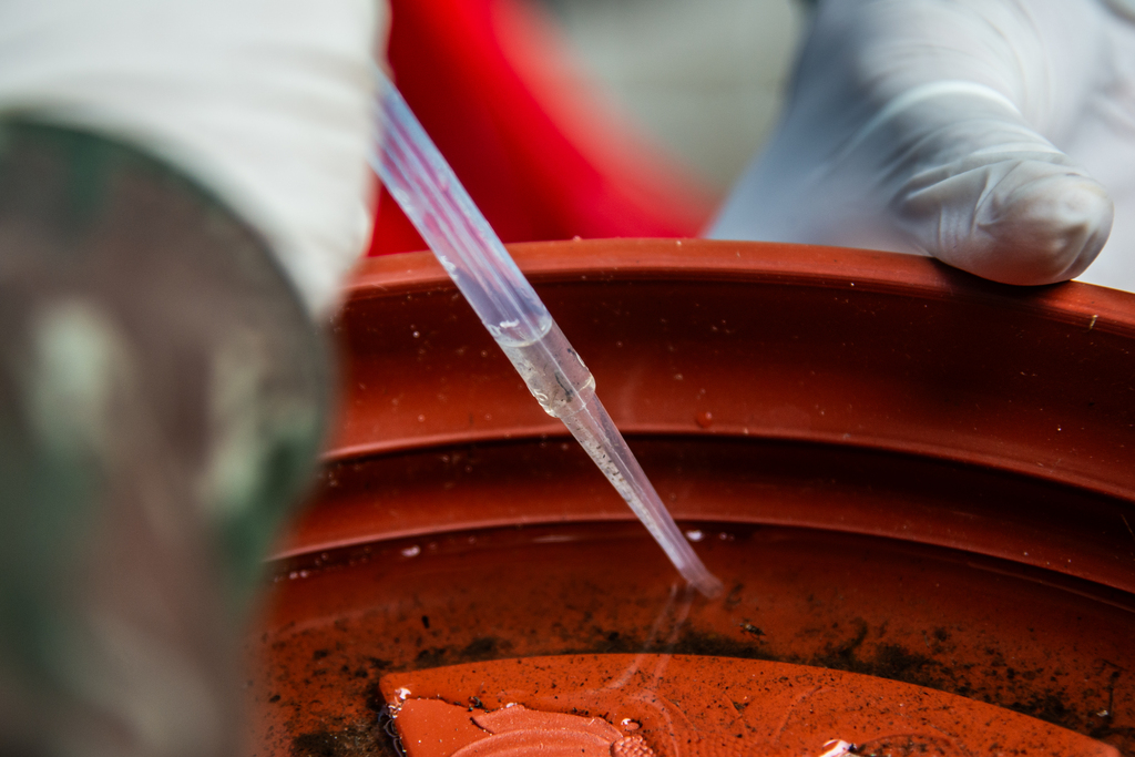 El Niño pode aumentar casos de chikungunya e dengue no Brasil