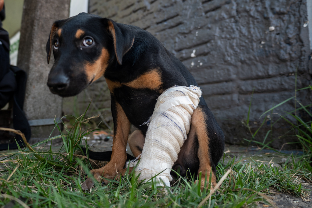 Espetáculo beneficente arrecadará ração para pets em Santa Maria na próxima quarta-feira
