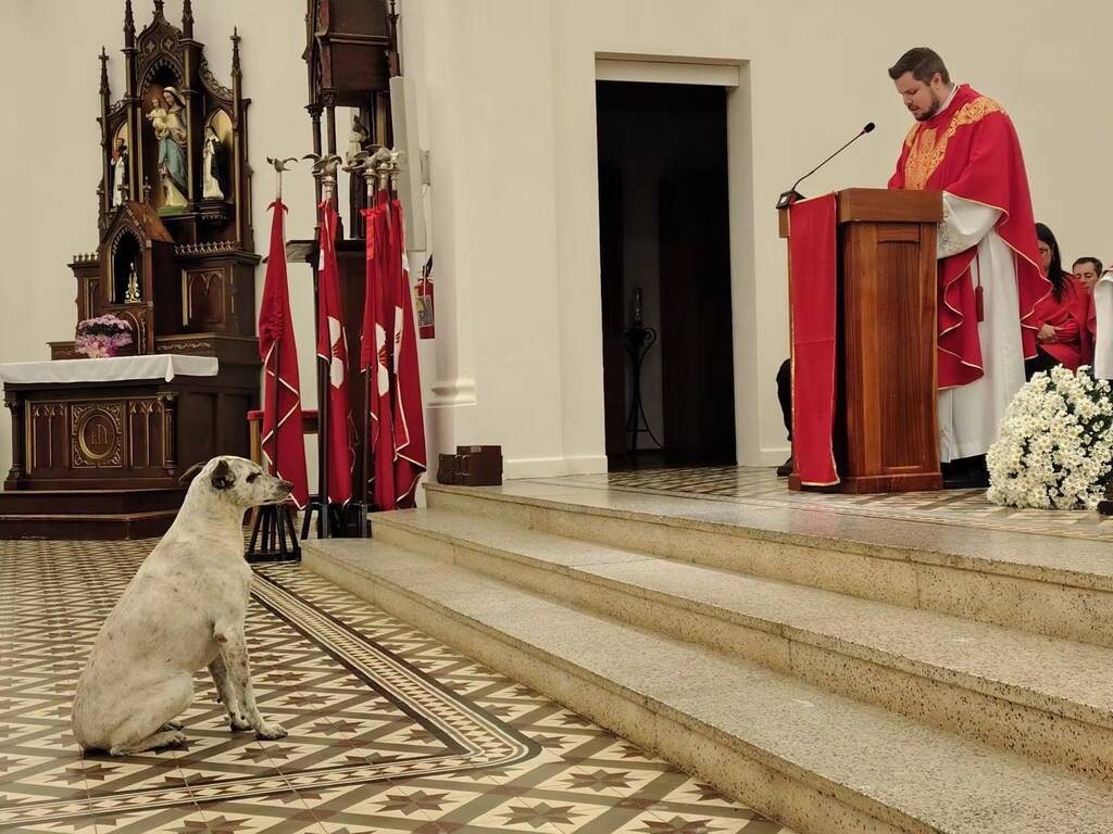 Cão que chamou atenção ao acompanhar missa em São Sepé está internado em estado grave e precisa de ajuda para tratamento