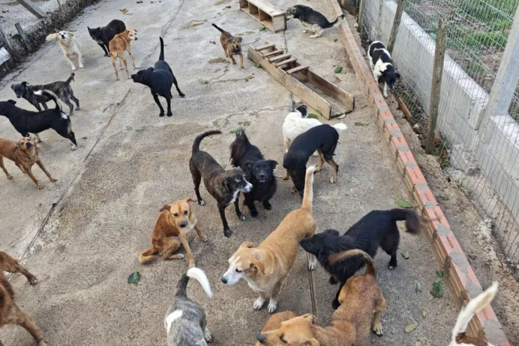 Projetos ambientais e de proteção animal de Santiago recebem mais R$ 140 mil do Ministério Público