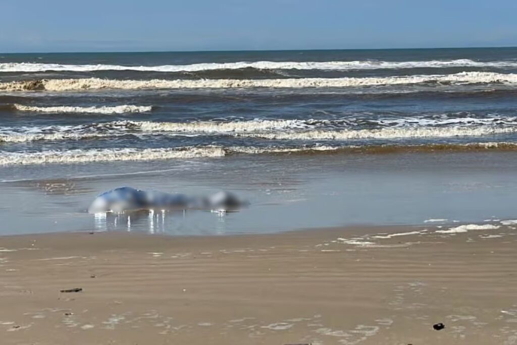 Homem morre após ataque de três pitbulls em cidade no Litoral Norte do Estado