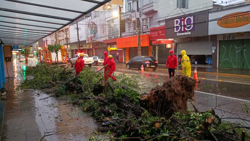 Caminhão atinge árvore de grande porte na Rua do Acampamento, em Santa Maria