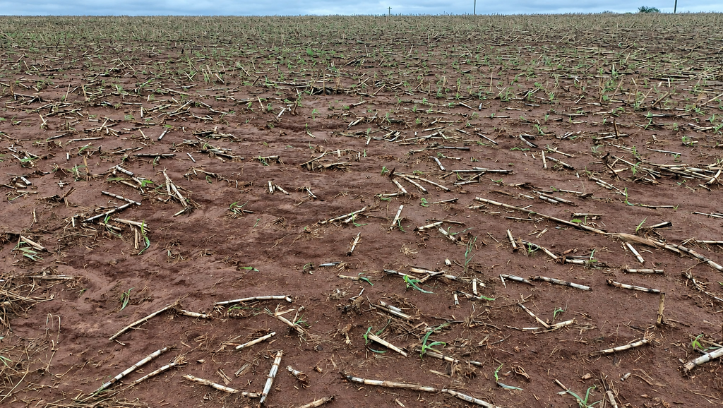 Granizo e chuva causam perda total em mil hectares de canola em Santiago; prejuízos no campo ultrapassam R$ 6 milhões