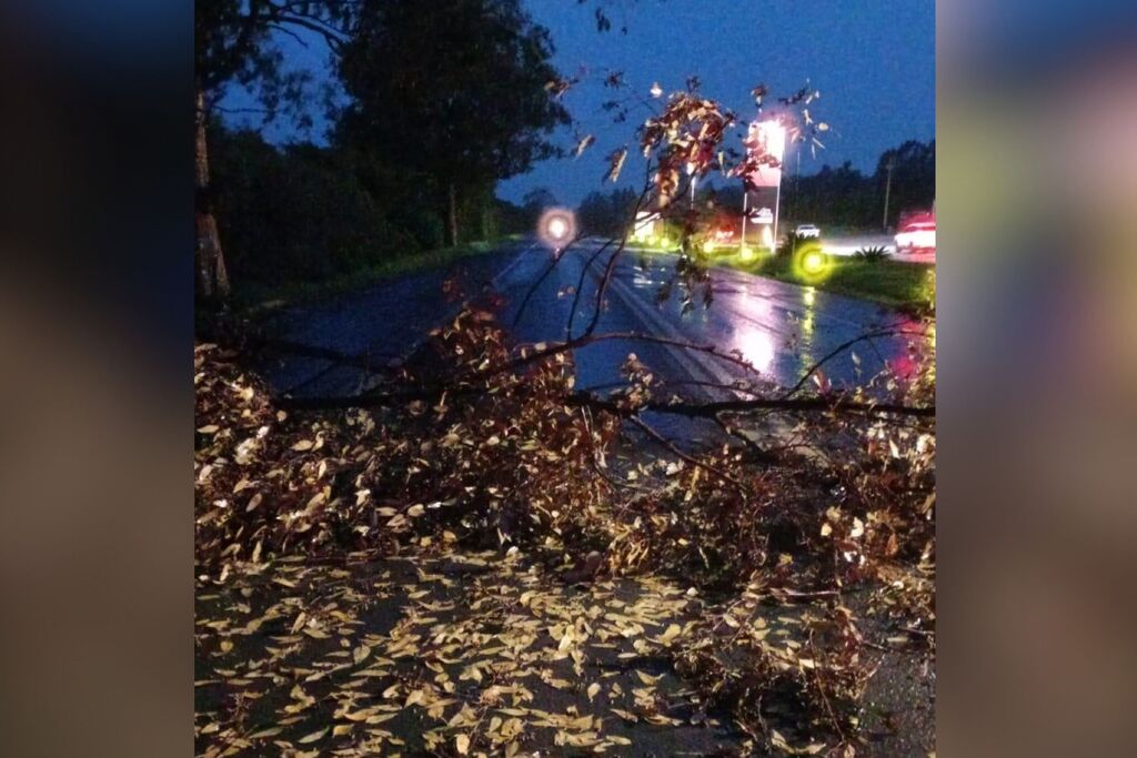 Ventos durante temporal derrubam eucalipto sobre a BR-392 em São Sepé