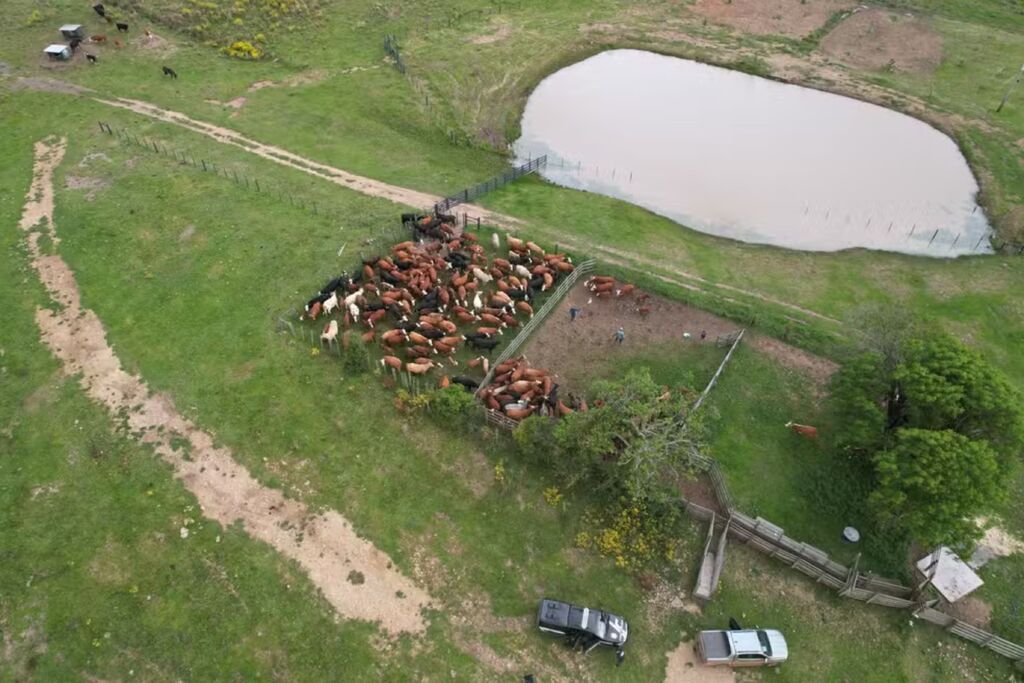 Desaparecimento de mais de 2,3 mil bois de produtor rural de 91 anos é investigado na Região Central; prejuízo pode superar R$ 11 milhões