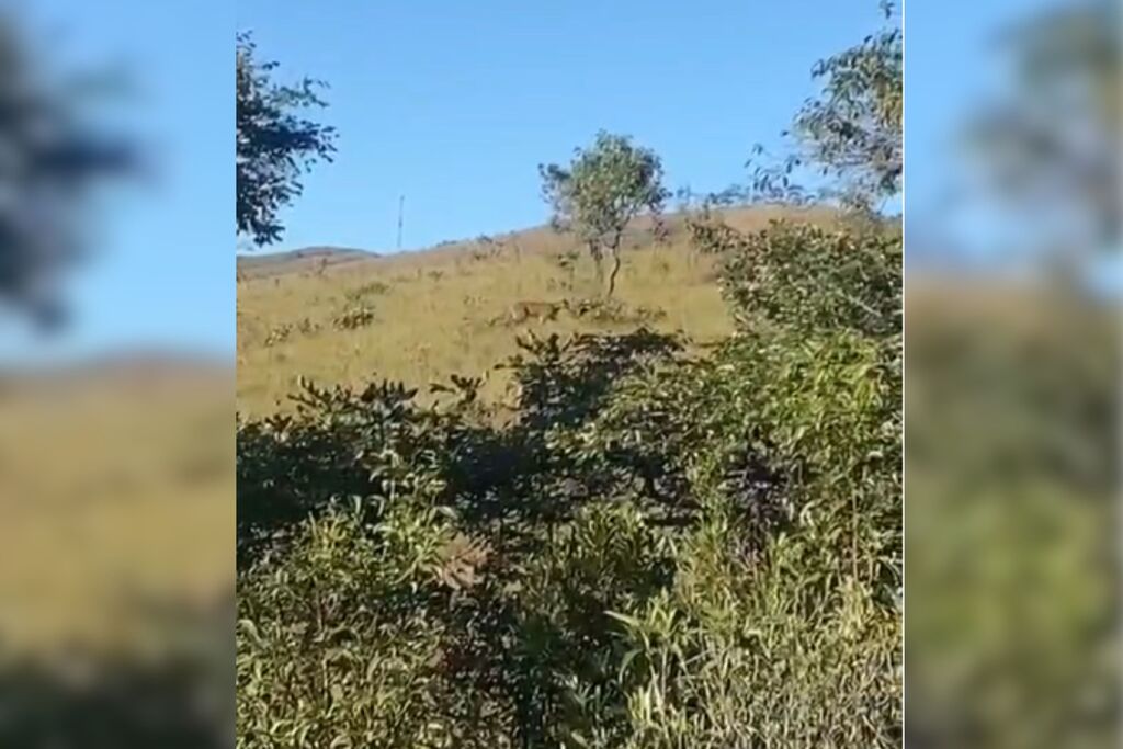 título imagem Vídeo de suposto ataque de onça a cavalo não tem relação com morte de agricultor em São Pedro do Sul, diz delegado