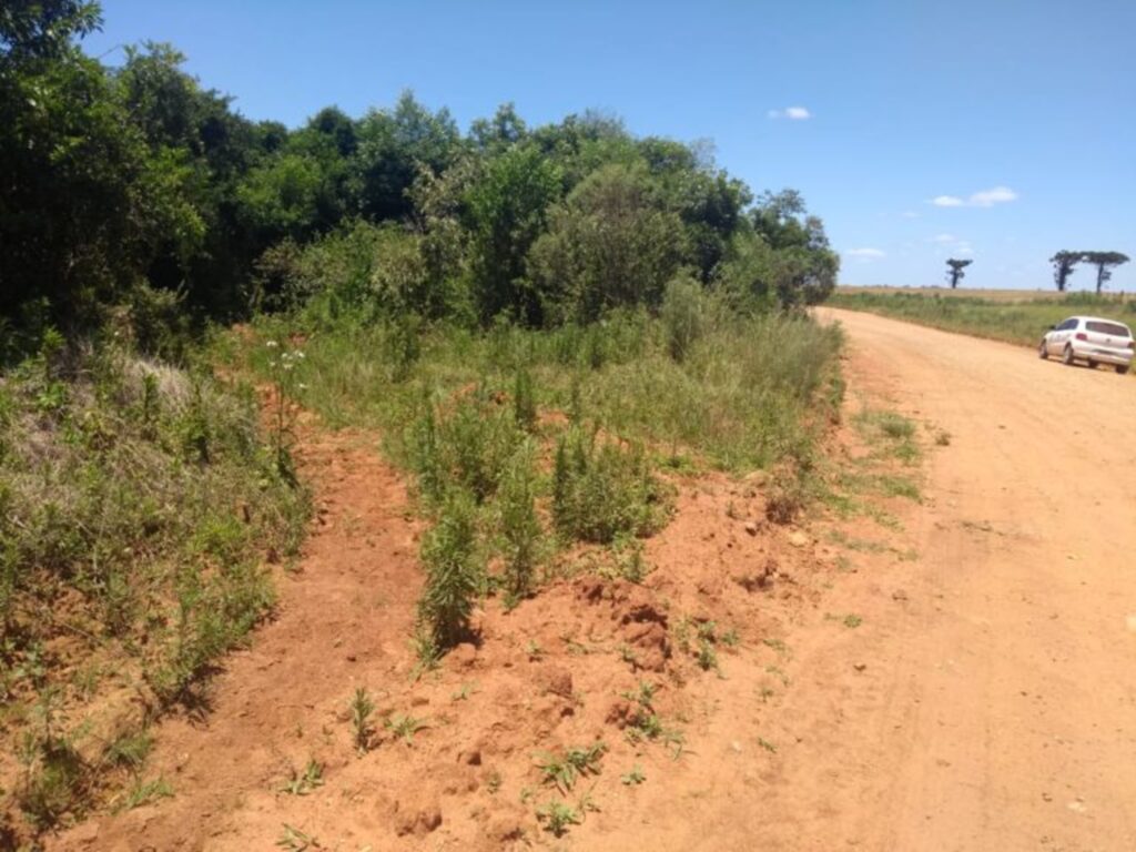 Ossos são encontrados em propriedade rural no interior de São Sepé