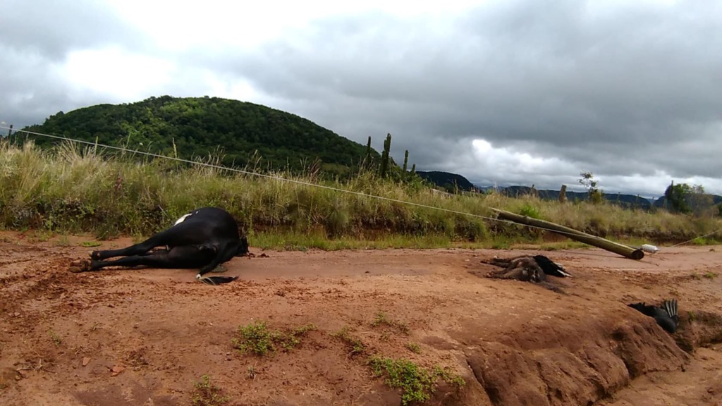 Foto: Diego Soares Machado (Arquivo Pessoal) - 