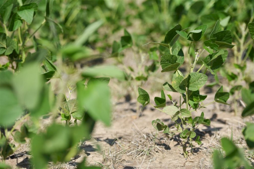 Foto: Gabriel Haesbaert (Diario) - 