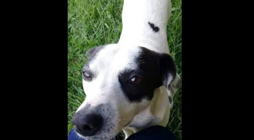 Cachorro é espancado até a morte em parque de Santiago