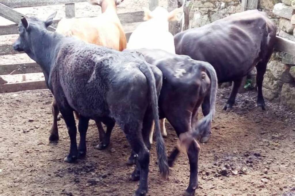 Gado furtado é recuperado em Rosário do Sul