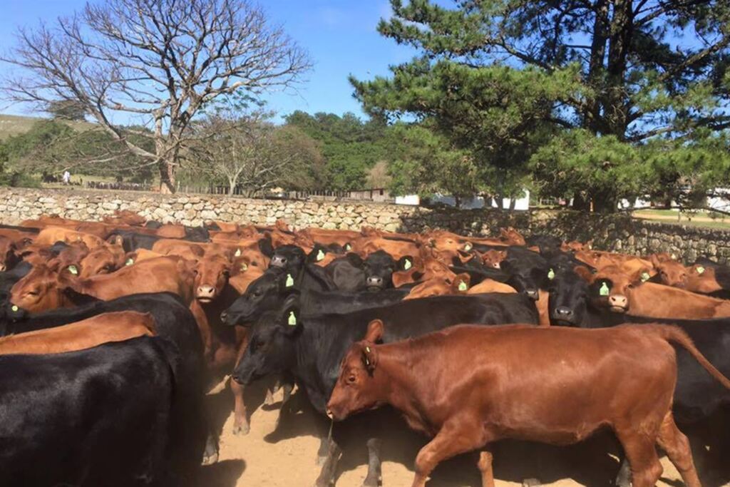 Foto: Divulgação - 