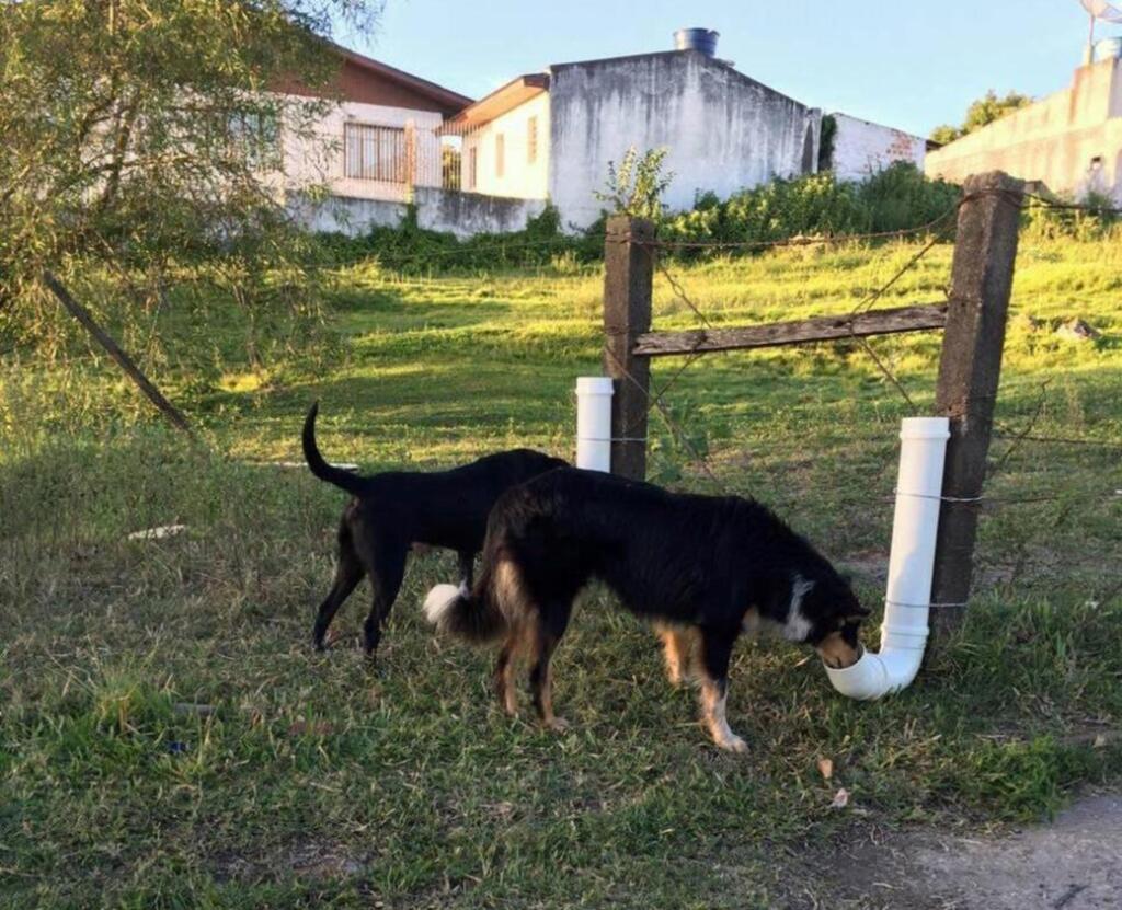 Foto: Bicho Amigo (Reprodução) - 