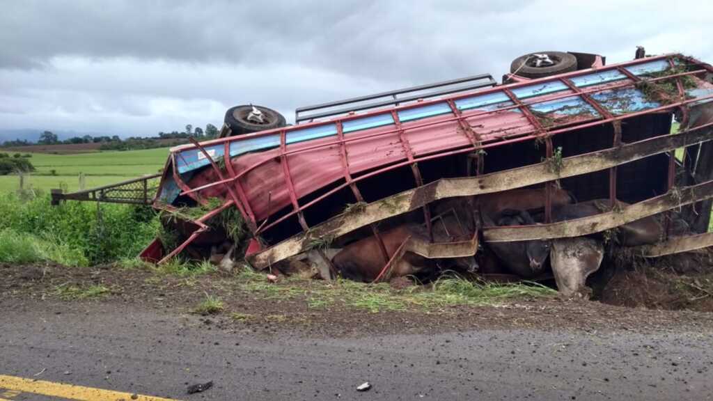 Caminhão carregado com bovinos tomba na ERS-149