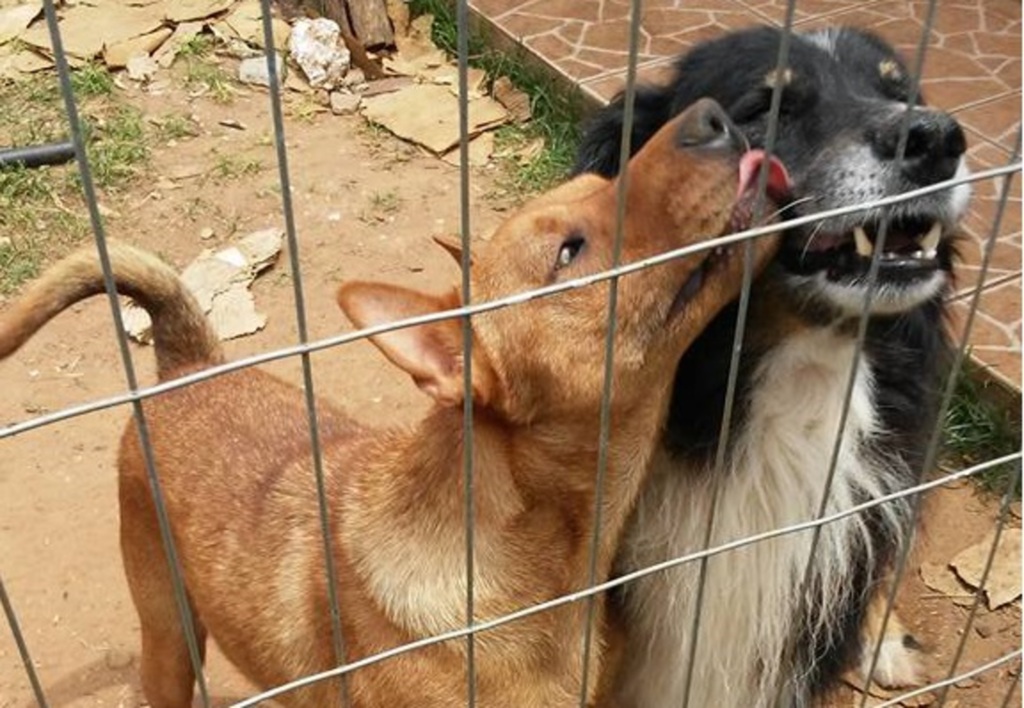 Foto: Focinhos de Restinga (Divulgação) - 