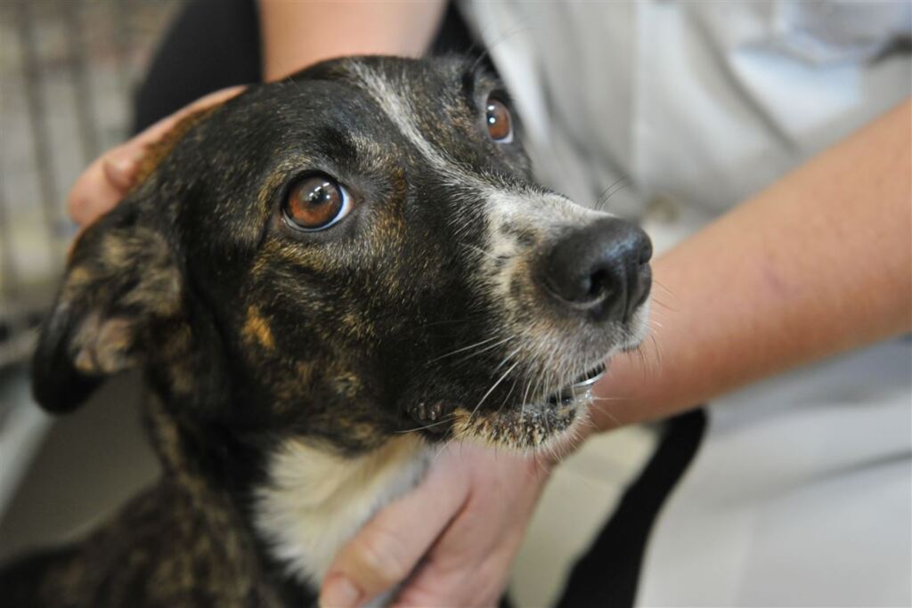título imagem Júlio de Castilhos faz campanha para castrar cadelas e gatas