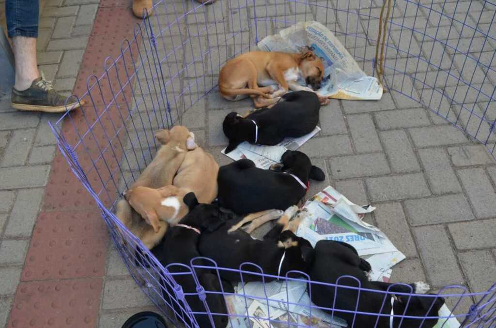 Cruz Alta tem feira de adoção de animais nesta semana