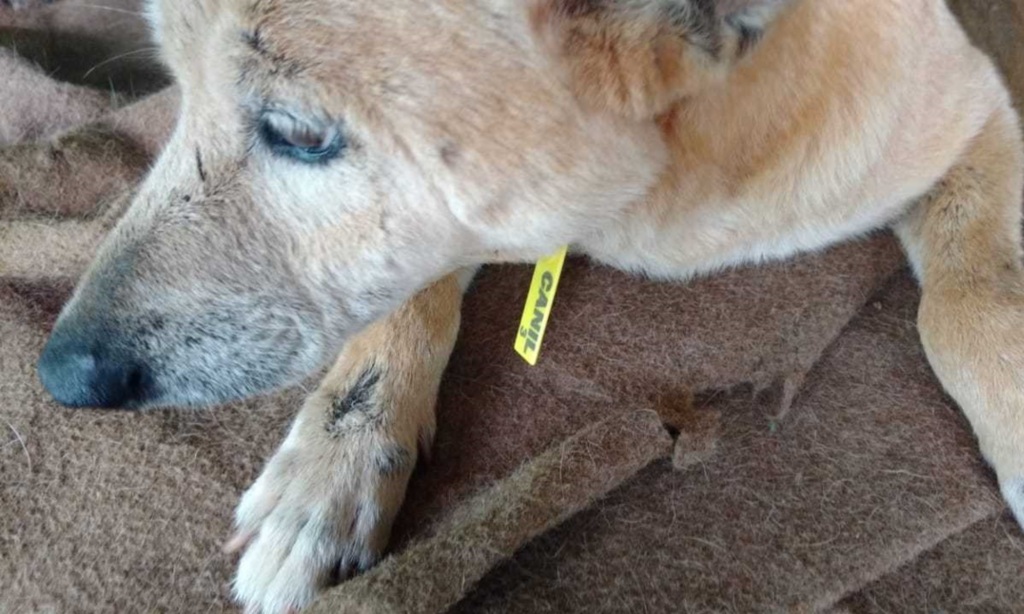 Foto: Prefeitura de Cruz Alta - 