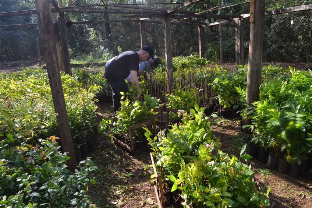 6 mil mudas de árvores são distribuídas a produtores em Cruz Alta
