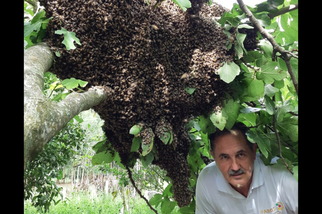 título imagem VÍDEO: especialistas investigam enxame gigante de abelhas em Caçapava do Sul