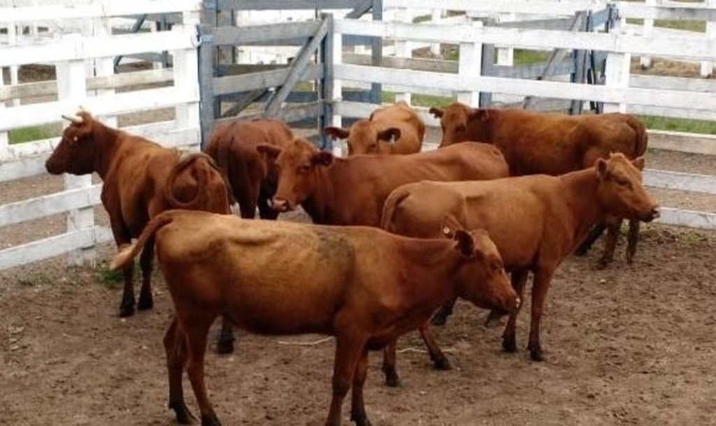 Polícia recupera 16 cabeças de gado furtadas em Caçapava do Sul