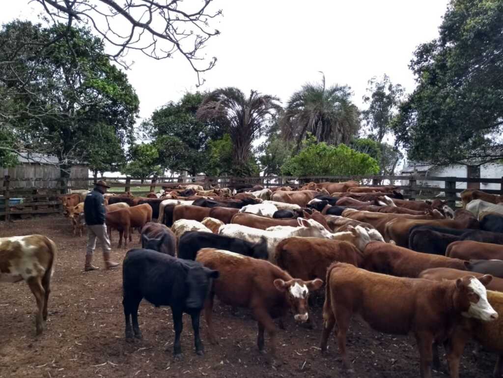 Polícia recupera mais 29 animais furtados em Caçapava do Sul