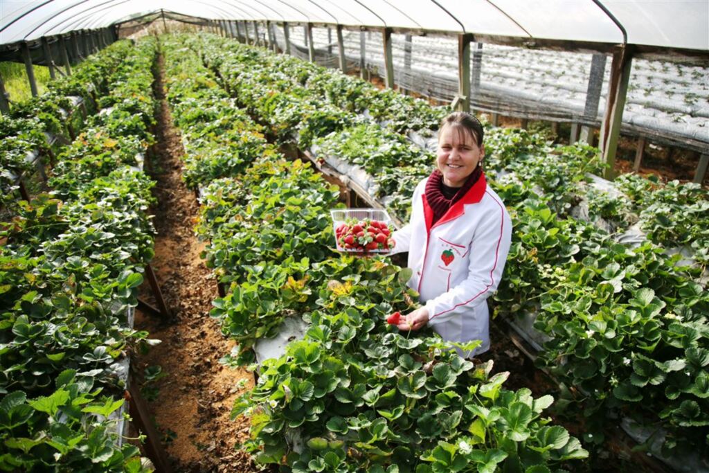 Renan Mattos (Diário) - 