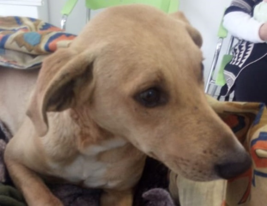 título imagem Recuperado de atropelamento, cachorrinho precisa de lar