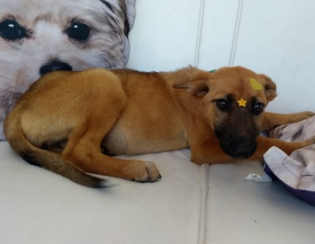 Cachorrinha abandonada precisa de lar