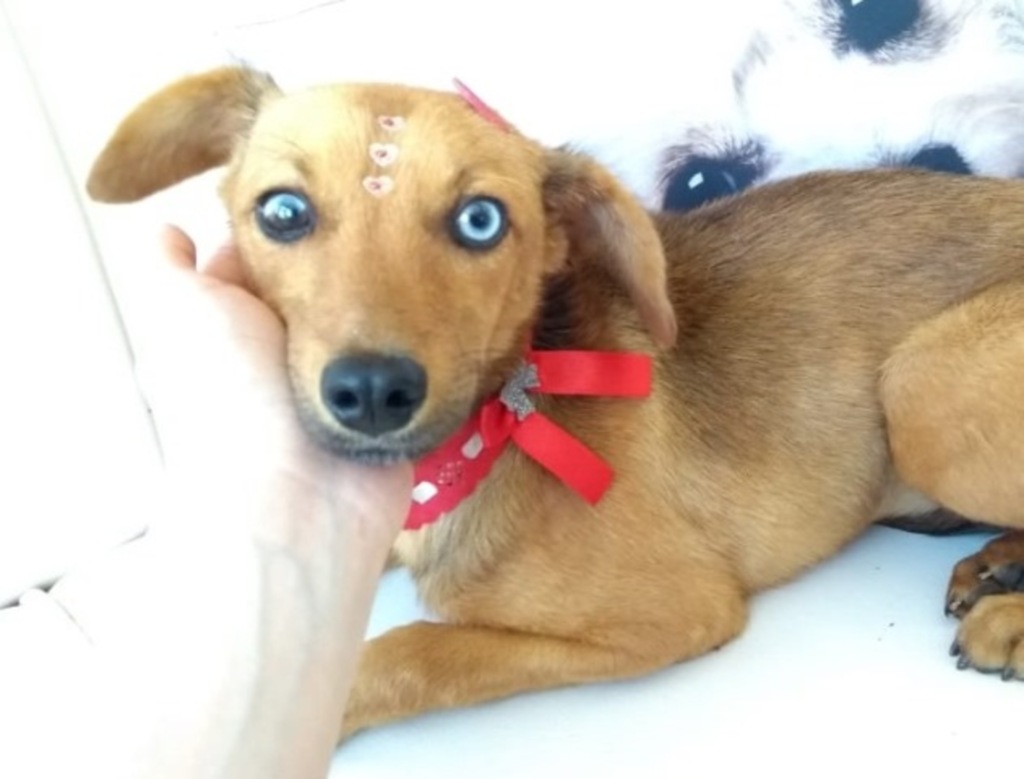 Cachorrinha precisa de lar