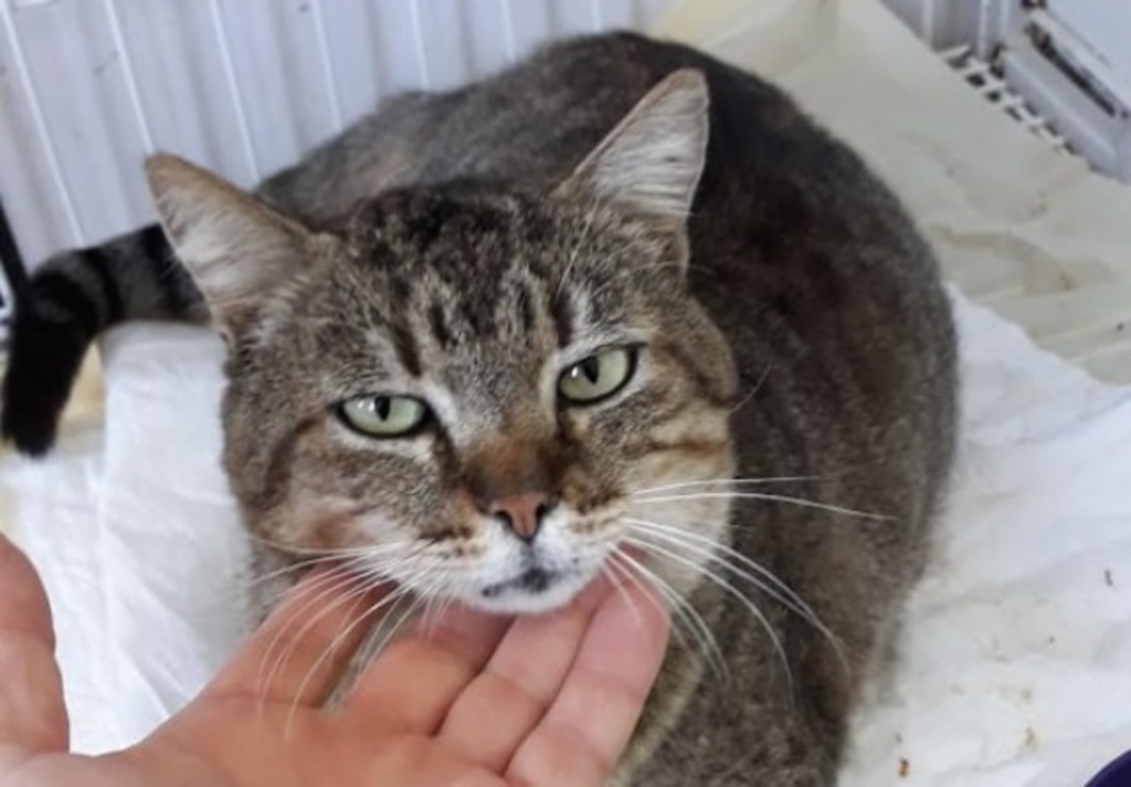 título imagem Gatinho de três patas precisa de lar