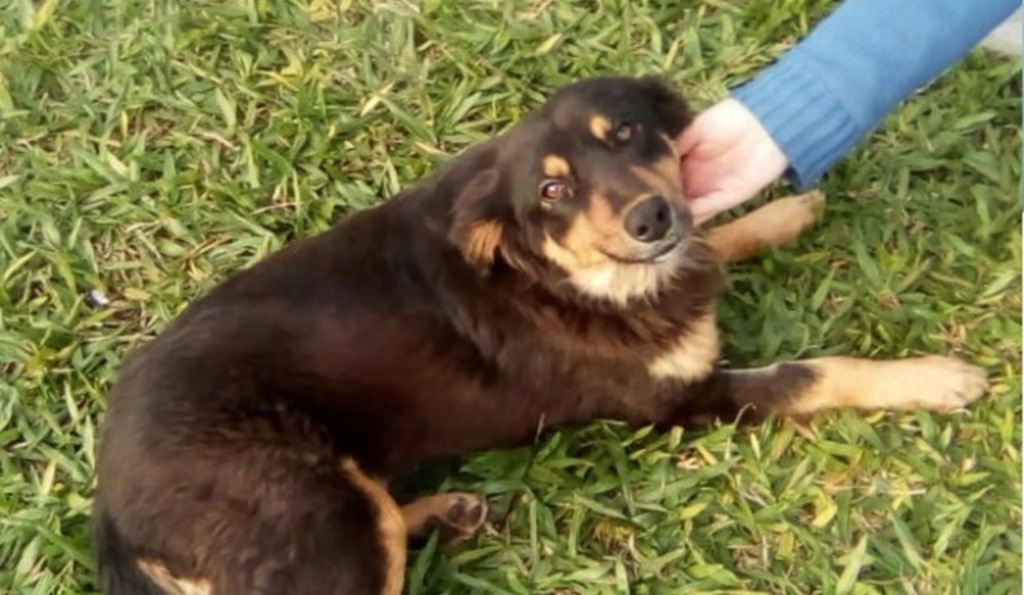 Pantufinha superou a desnutrição e está disponível para adoção