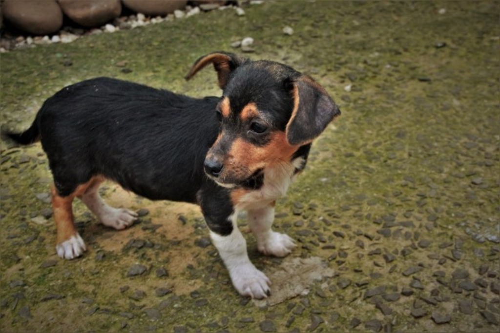 Resgatado por grupo, filhote precisa de lar