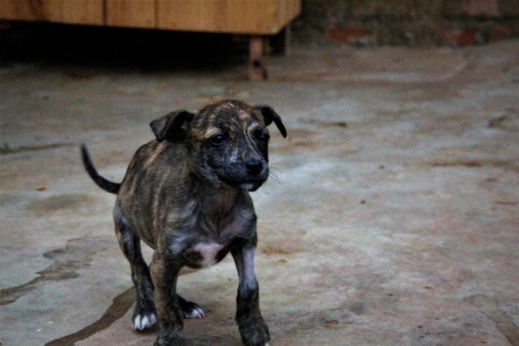 Cachorrinha resgatada por grupo precisa de lar