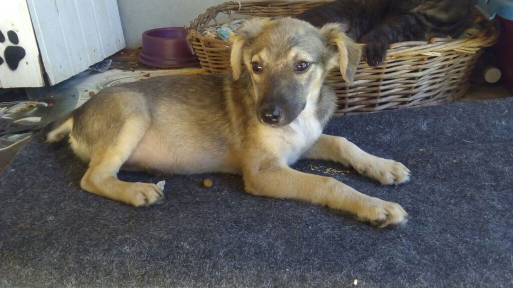 Cachorrinha abandonada busca um lar