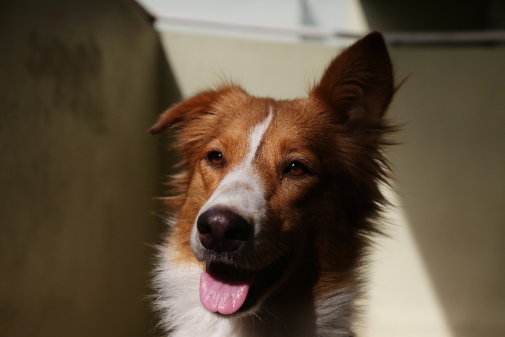 Foto: Lucas Amorelli - 