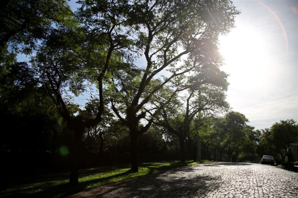 Cortar árvores sem a licença do município pode configurar crime ambiental