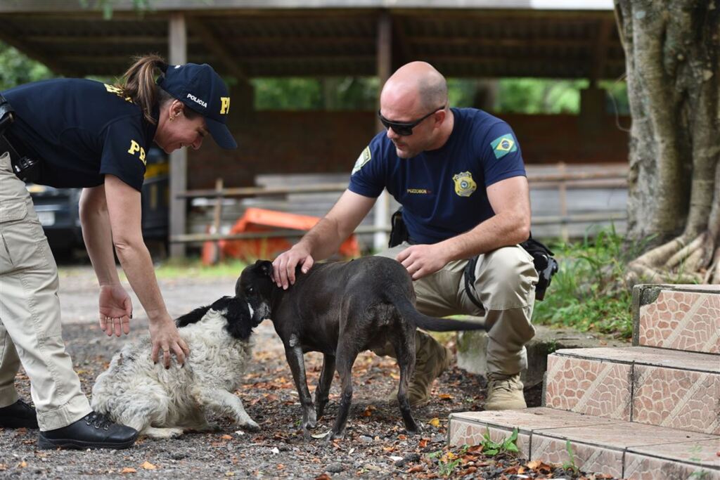 título imagem Campanha Dezembro Verde, veterinários e grupos de proteção tentam coibir abandono de animais que aumenta no final do ano