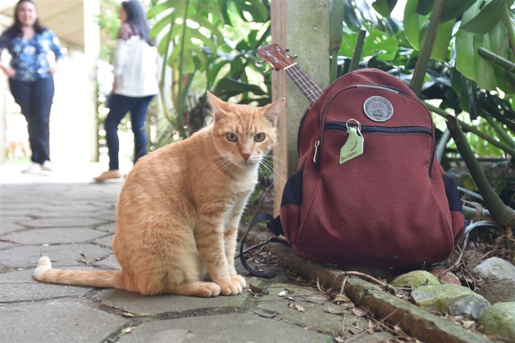VÍDEO: Gato Alemão, mascote do Colégio Politécnico, é cuidado por funcionários e alunos