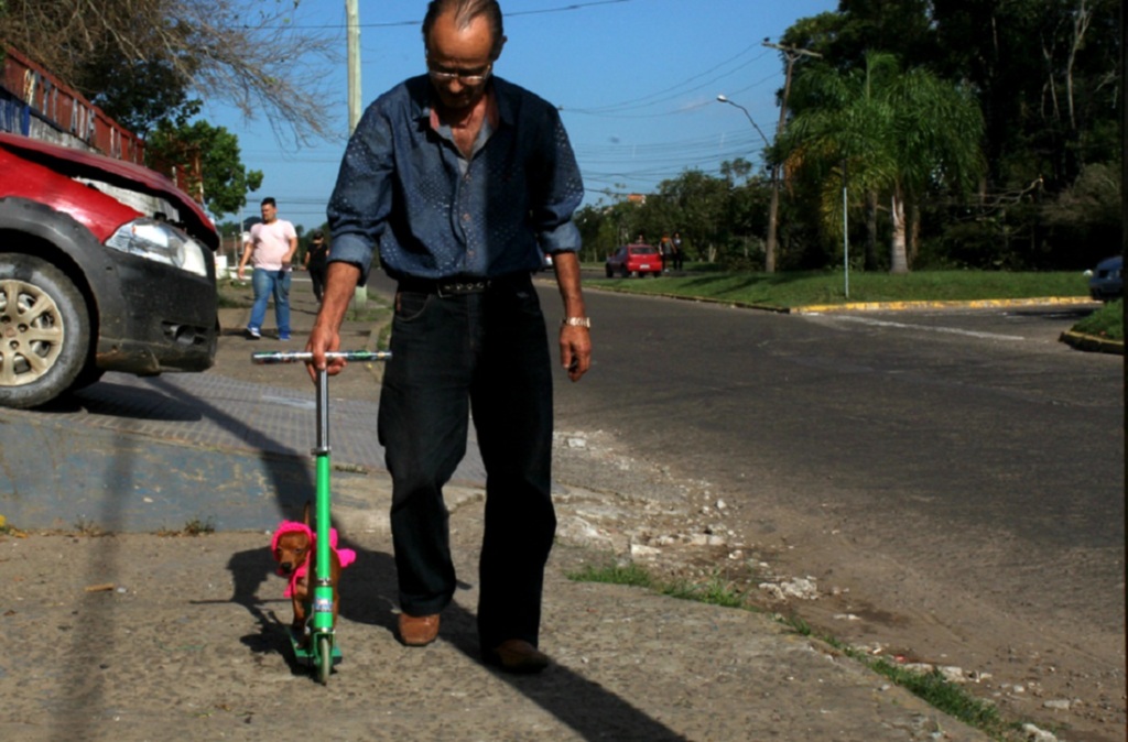 título imagem VÍDEO: Maiara, a pinscher que viralizou na internet andando de patinete em Santa Maria