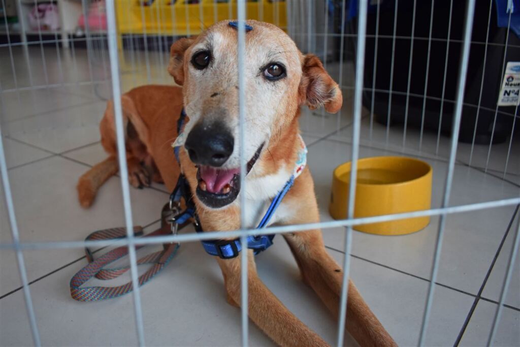 Alemão precisa de um novo lar