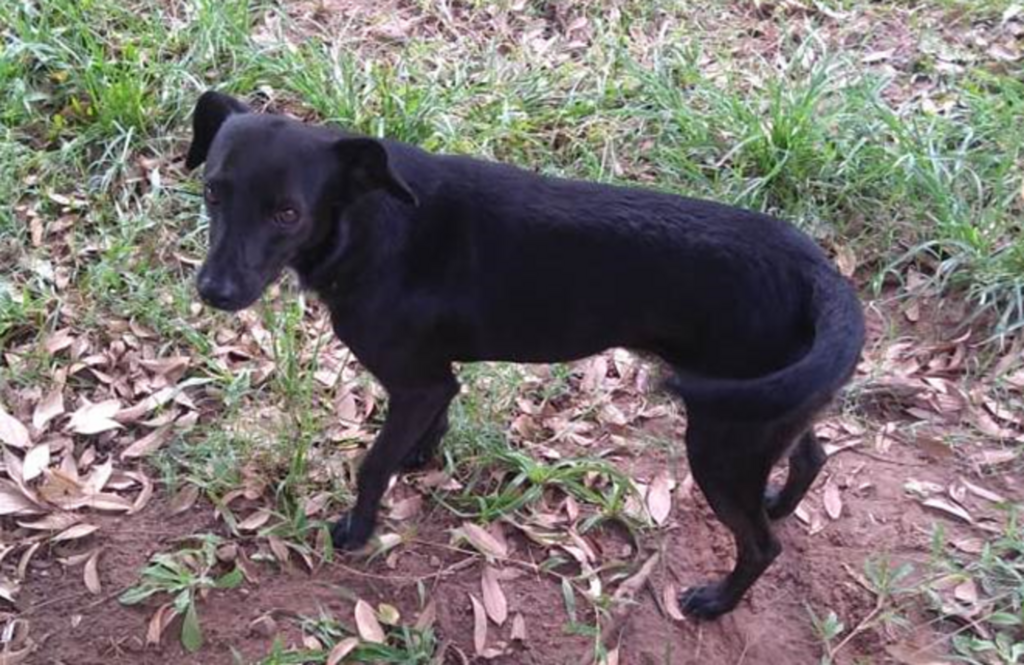 Cão precisa de um novo lar