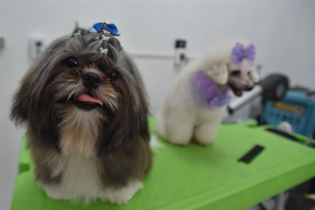 Fotos: Gabriel Haesbaert - Joy adora o espaço grooming. Na foto, com laço de adorno, usado tanto em machos quanto em fêmeas