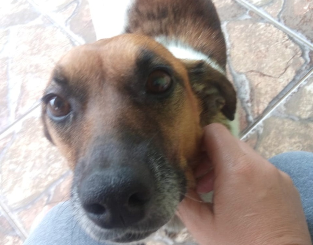 Cachorrinha Olinda precisa de um novo lar