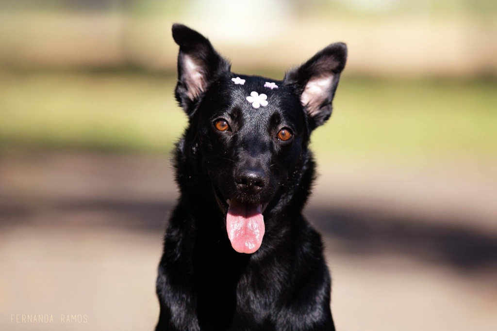 Foto: Fernanda Ramos Fotografias - Luz, 4 anos, precisa de medicação controlada para evitar convulsões. Para garantir o bem-estar e a saúde da pet, a tutora não arrisca medicá-la por conta própria